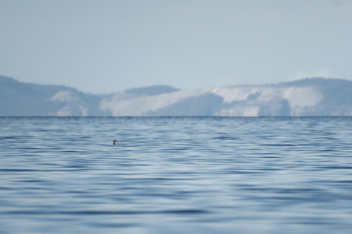 Buz Dalgıcı - ML647528552