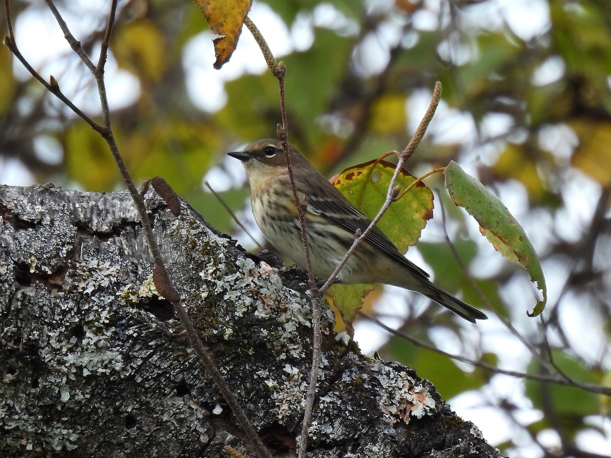 Пісняр-лісовик жовтогузий (підвид coronata) - ML647528561