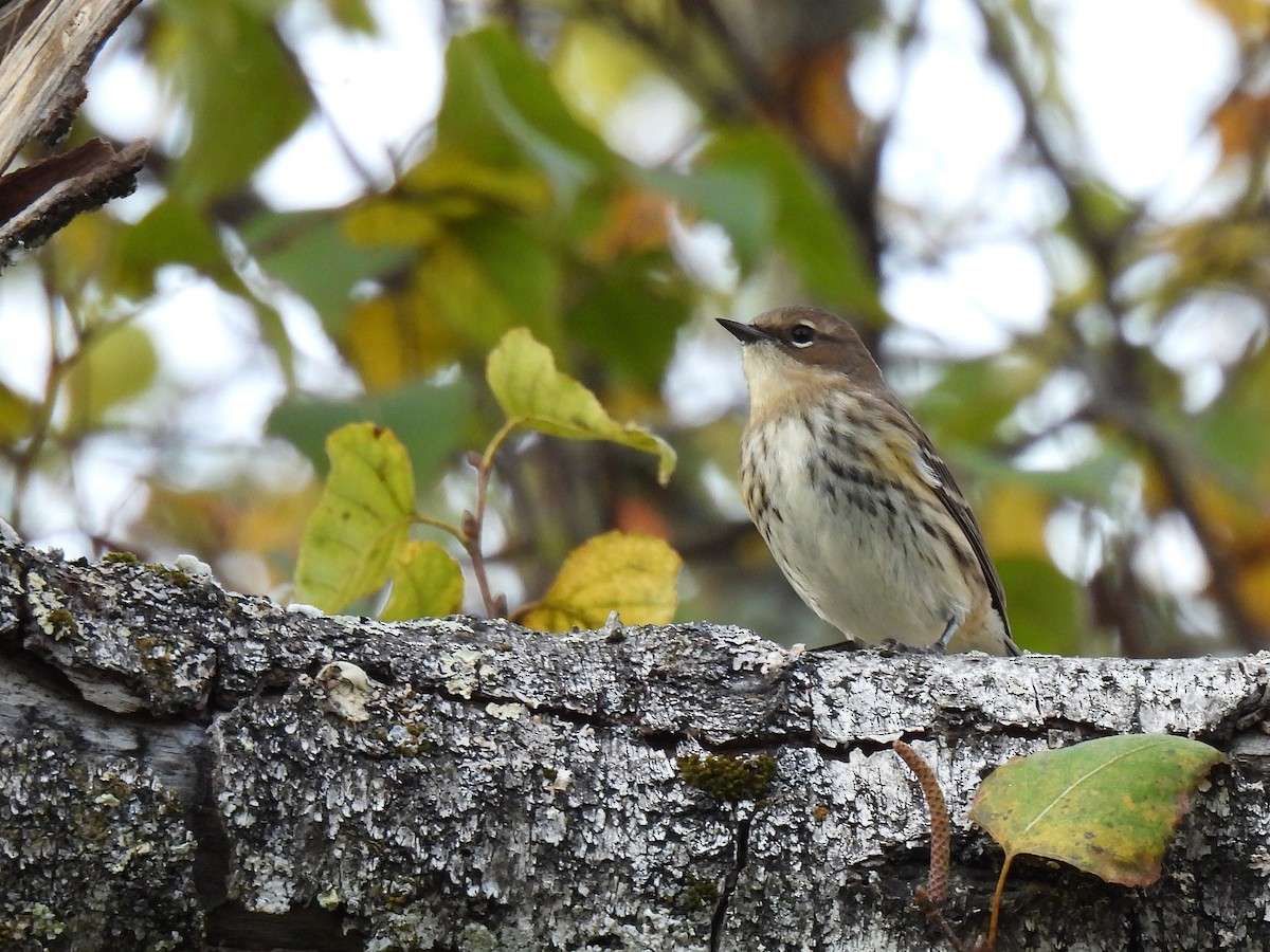 Пісняр-лісовик жовтогузий (підвид coronata) - ML647528562