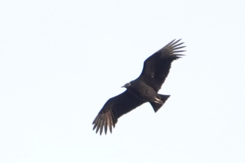 Катарта чорна - ML647528573