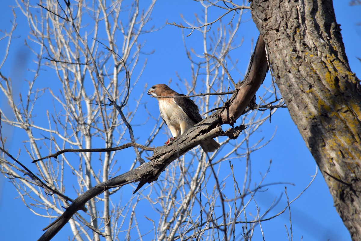 Red-tailed Hawk - ML647528586