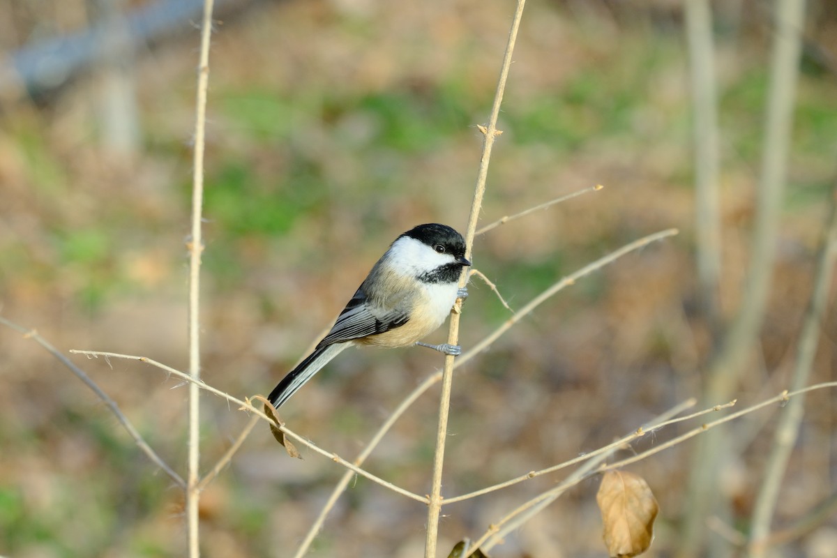 Гаїчка світлокрила - ML647528587
