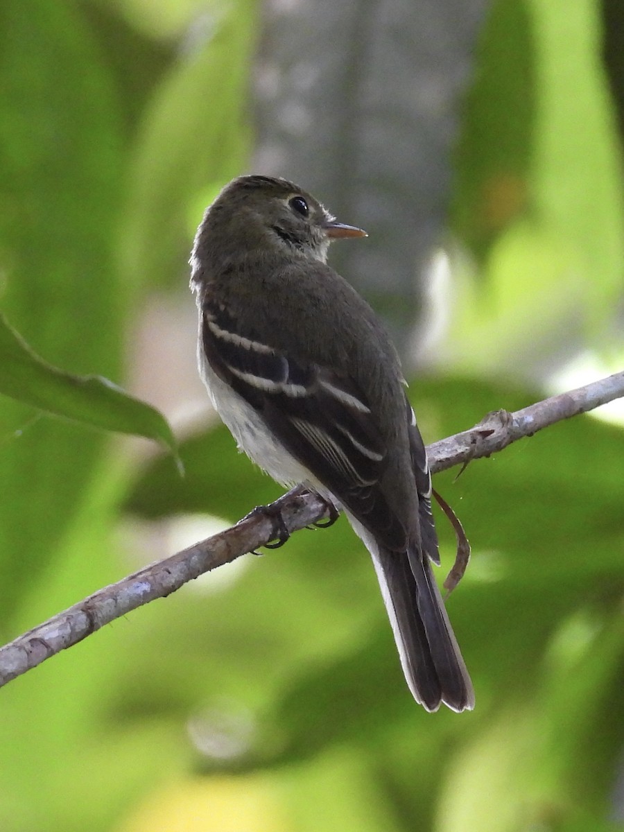 Acadian Flycatcher - ML647528613