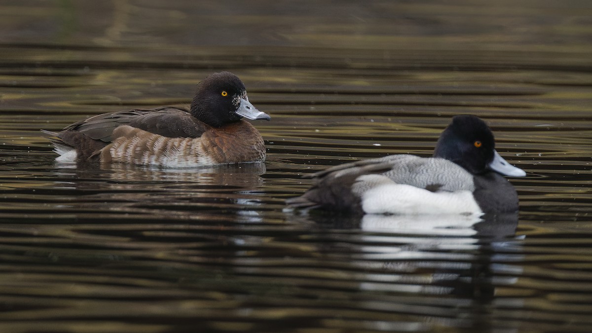 polák chocholačka - ML647528628