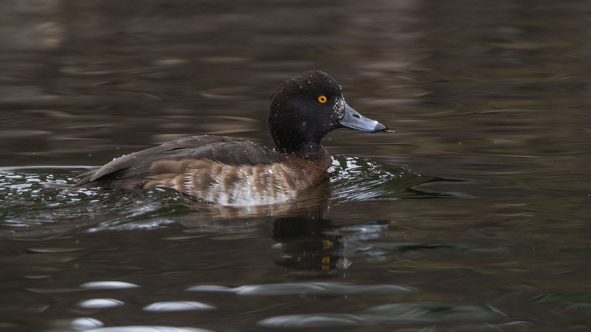 polák chocholačka - ML647528629