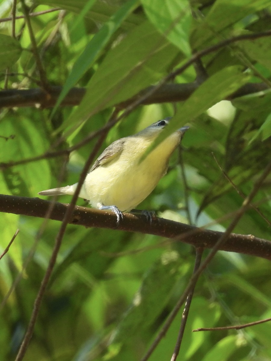 Bireo filadelfiarra - ML647528630