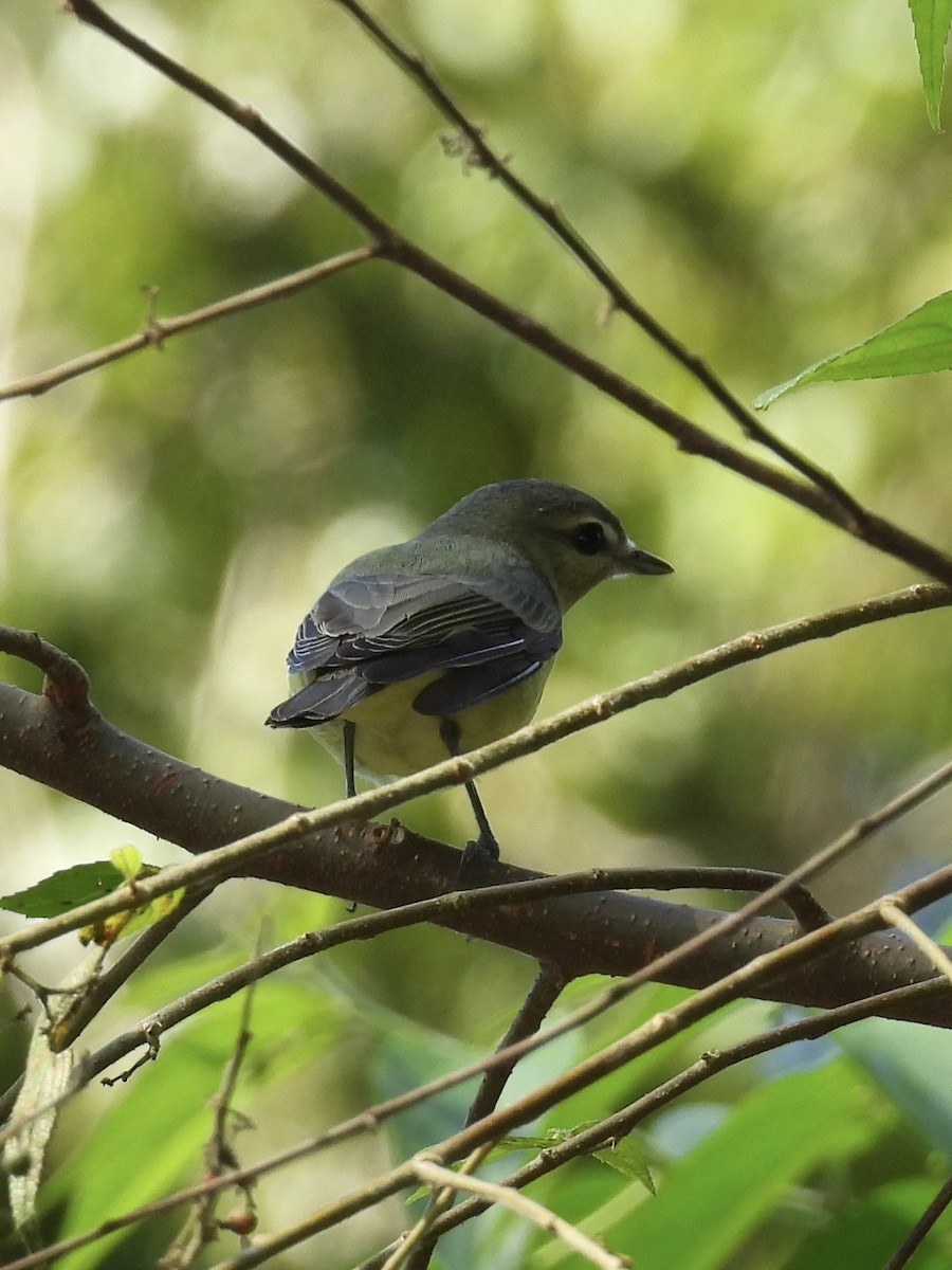 Bireo filadelfiarra - ML647528631