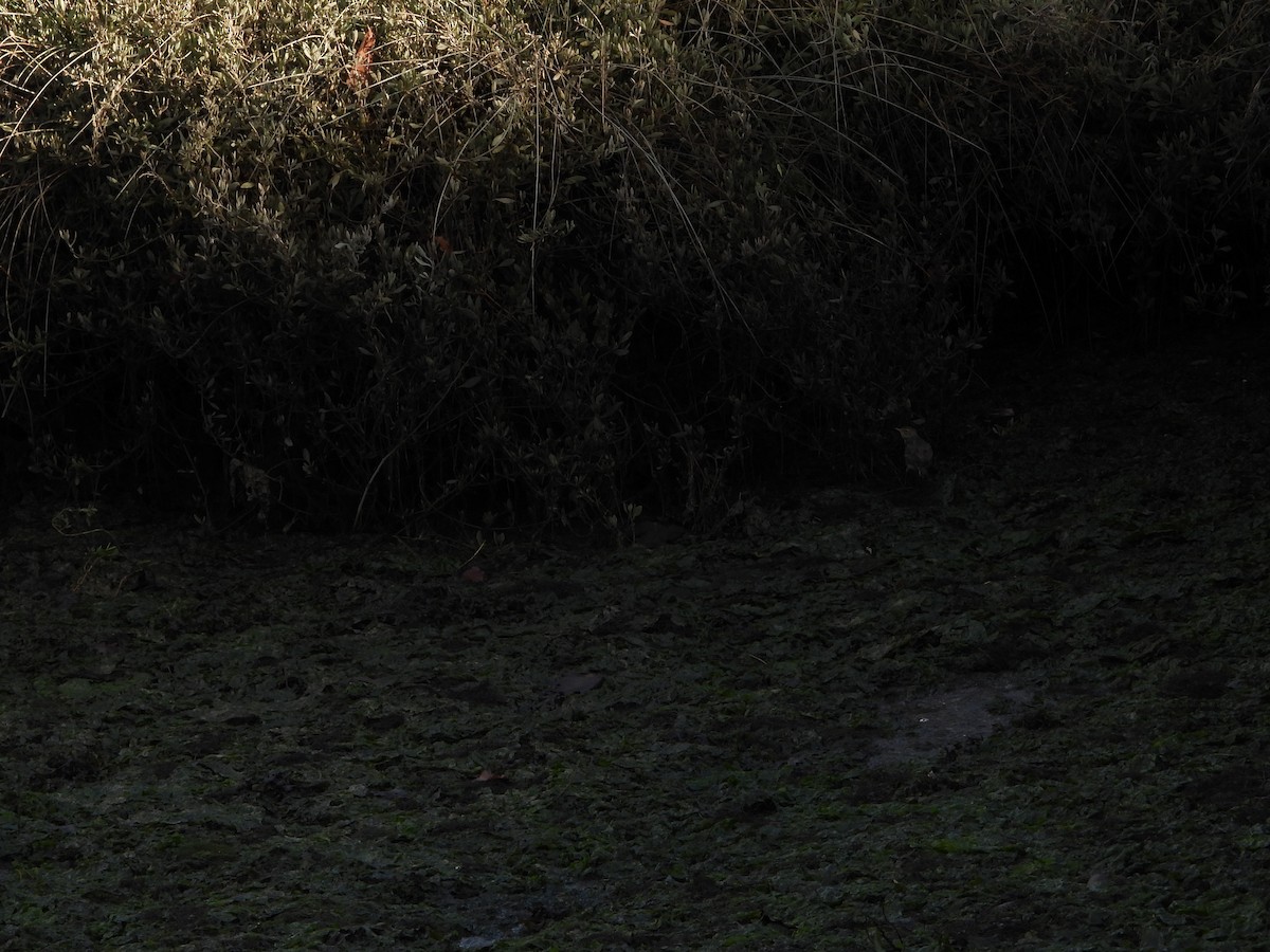 Rock Pipit - ML647528638