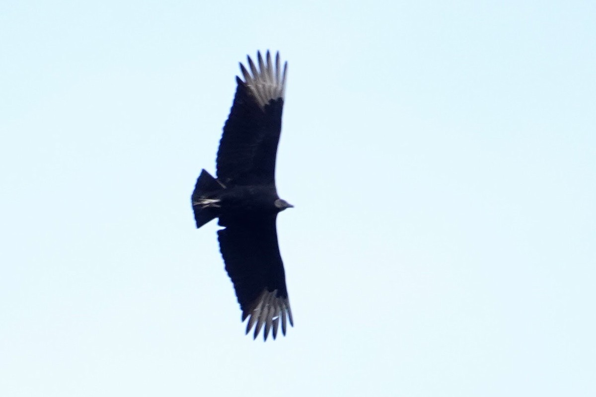 Катарта чорна - ML647528639