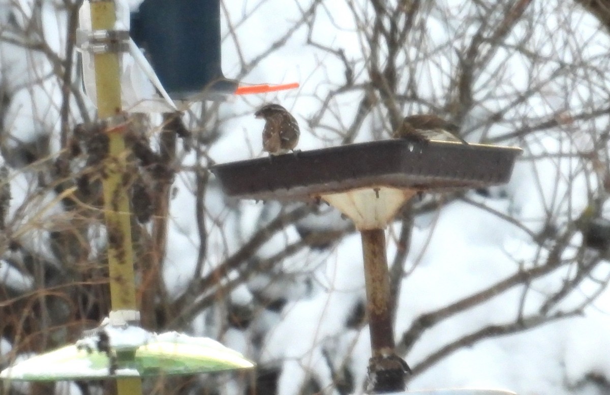 Black-headed Grosbeak - ML647528643