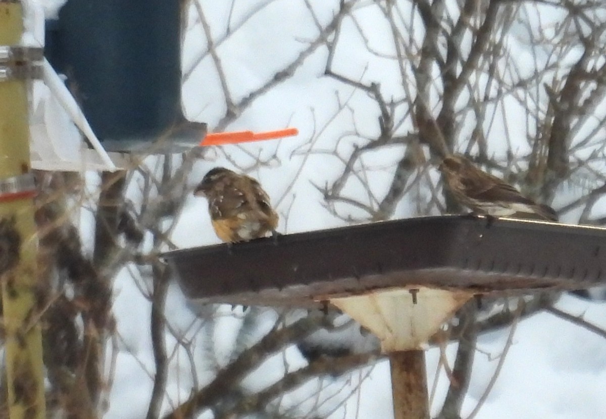Black-headed Grosbeak - ML647528647