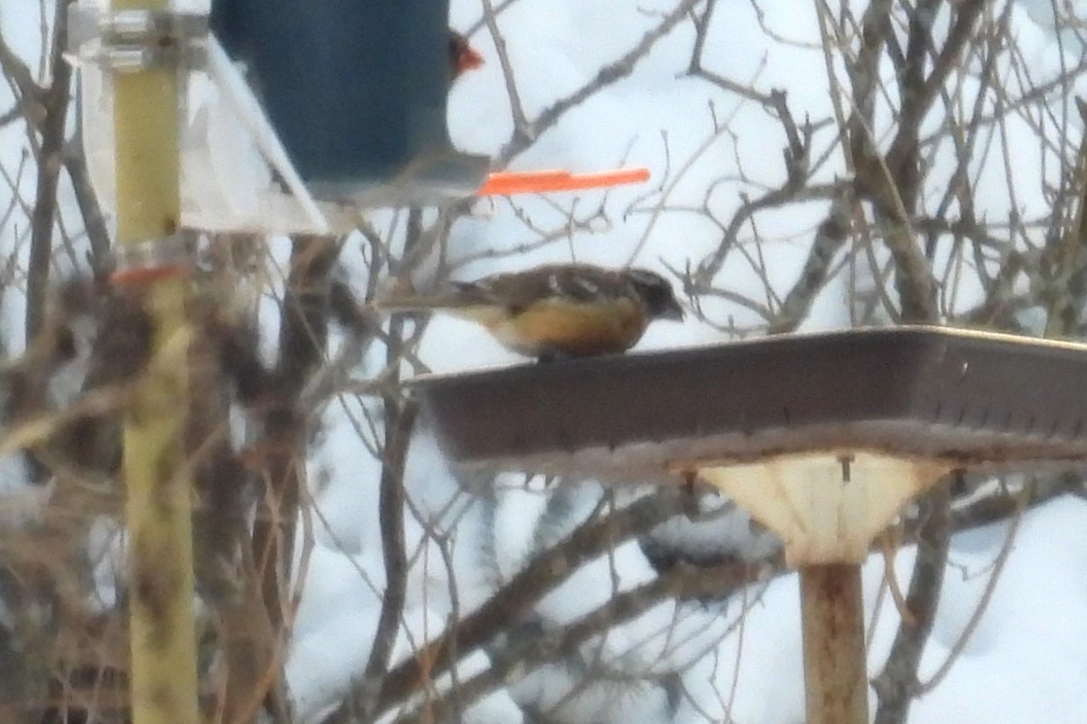 Black-headed Grosbeak - ML647528656