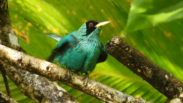 Саї великий - ML647528670