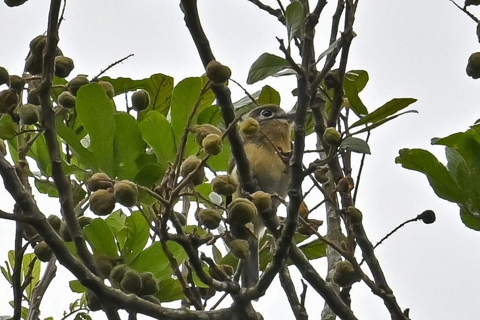 Rusty-breasted Nunlet - ML647528679