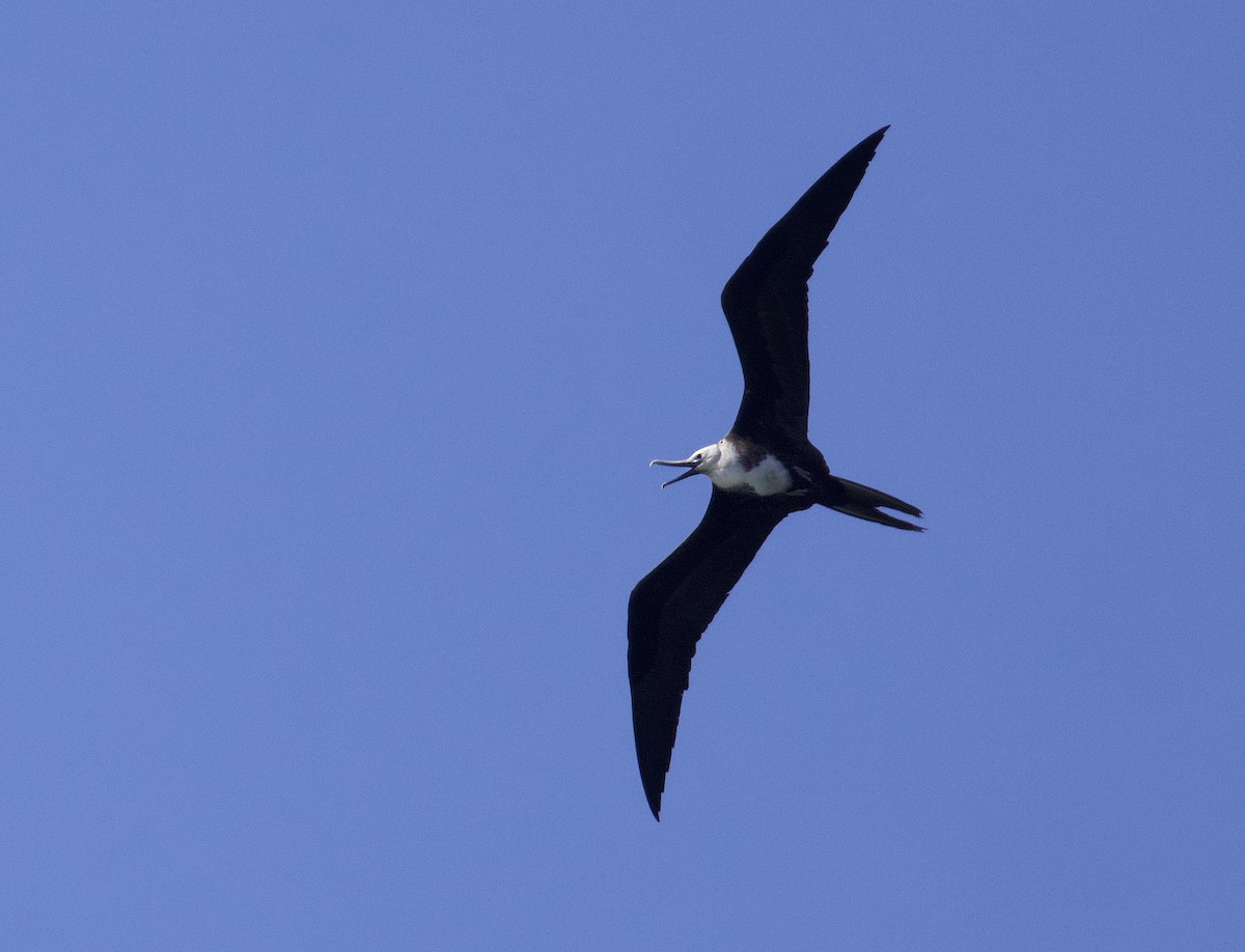 Magnificent Frigatebird - ML647528703