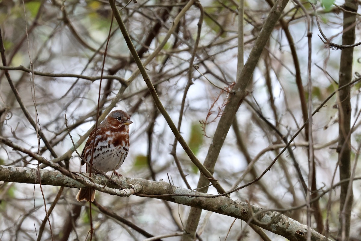 strnadec kaštanový - ML647528712