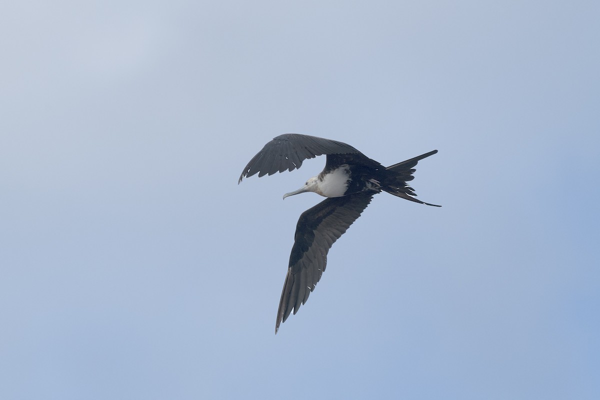 פריגט גדול - ML647528714