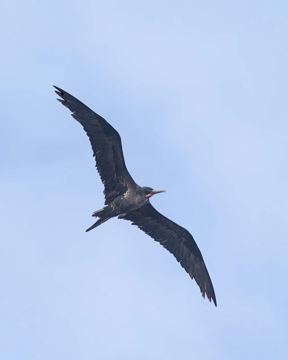 פריגט גדול - ML647528715