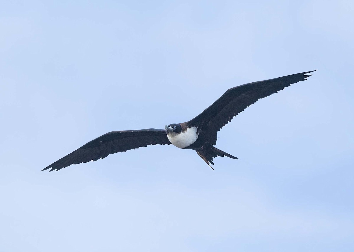 פריגט גדול - ML647528717