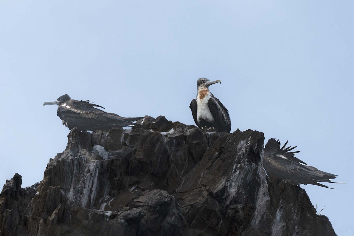 פריגט גדול - ML647528718
