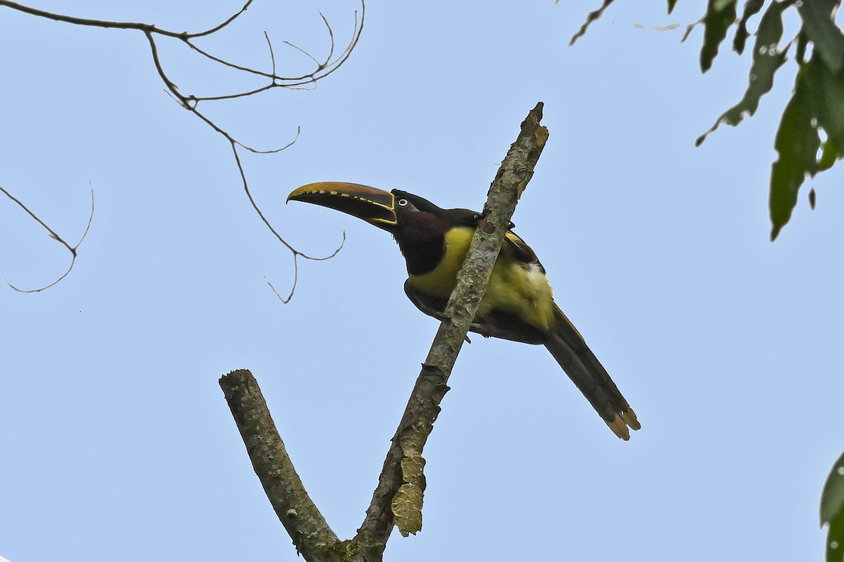 arassari hnědouchý - ML647528727