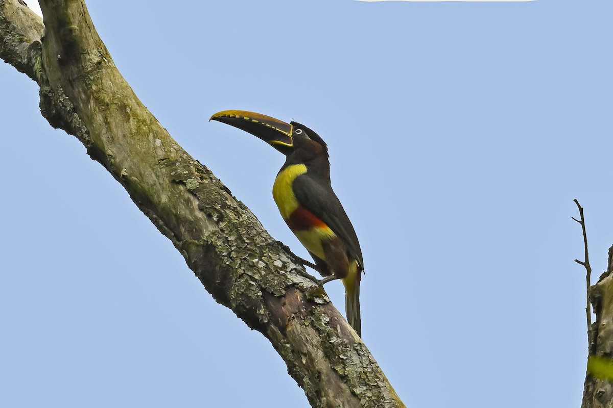 arassari hnědouchý - ML647528728