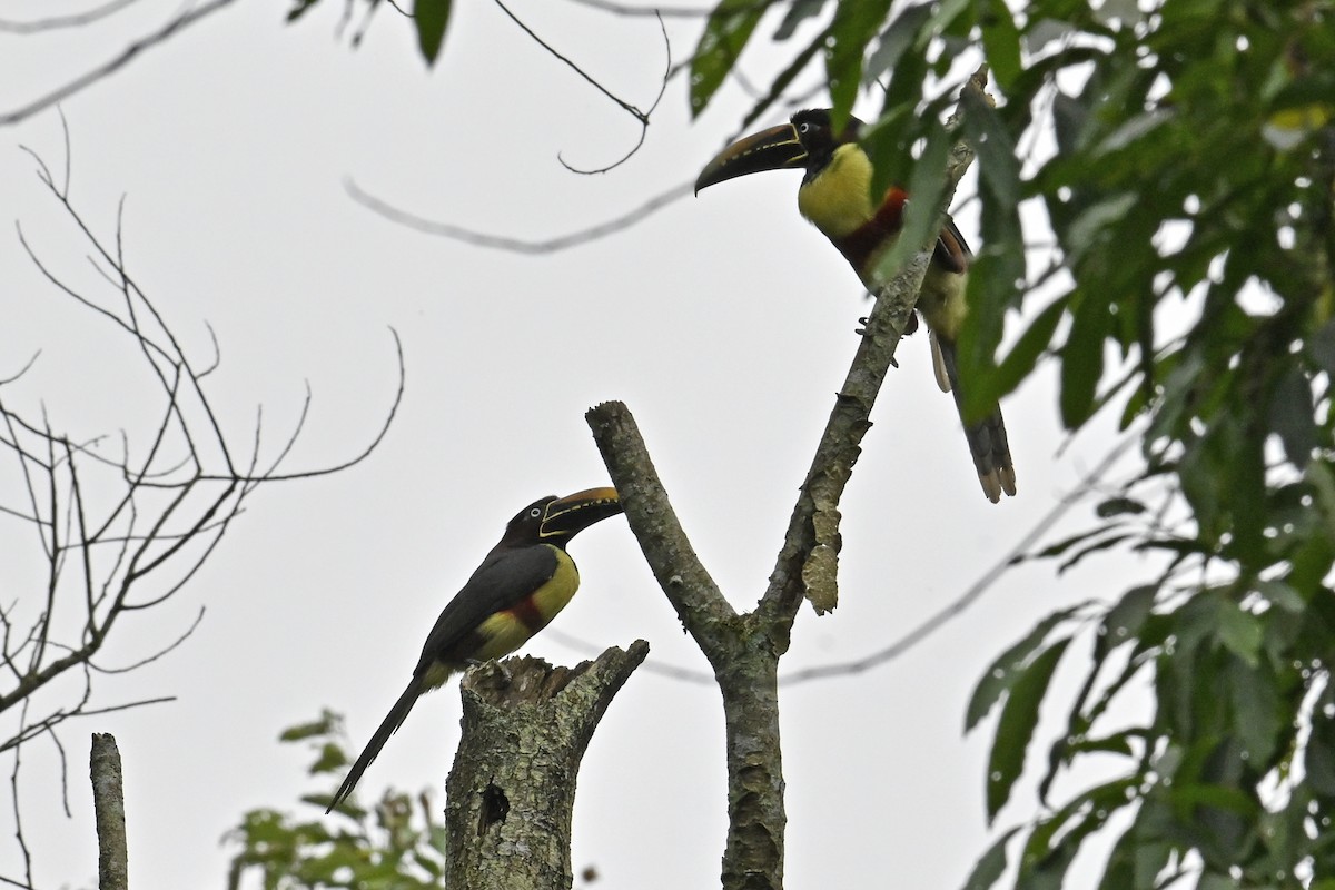 arassari hnědouchý - ML647528729