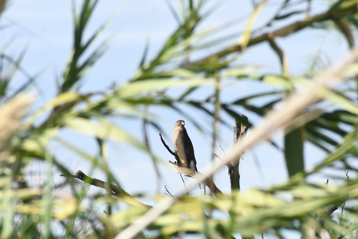Cooper's Hawk - ML647528730