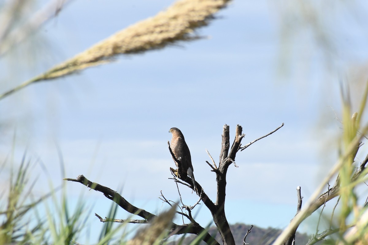 Cooper's Hawk - ML647528731