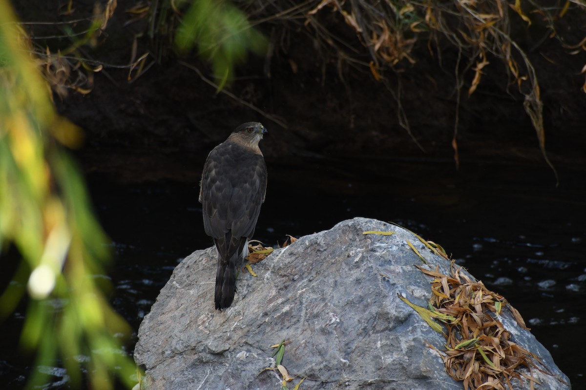 Cooper's Hawk - ML647528732