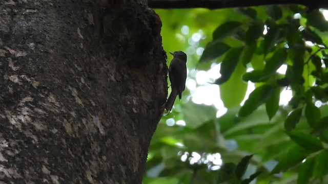 Дереволаз-долотодзьоб - ML647528738