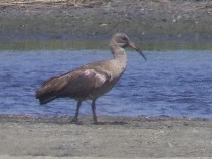 Hadada Ibis - ML647528739