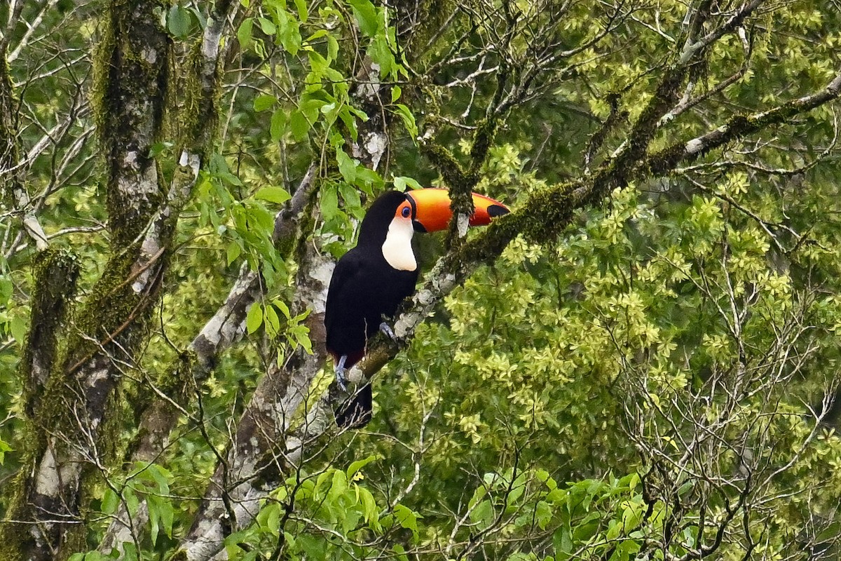 Toco Toucan - ML647528759