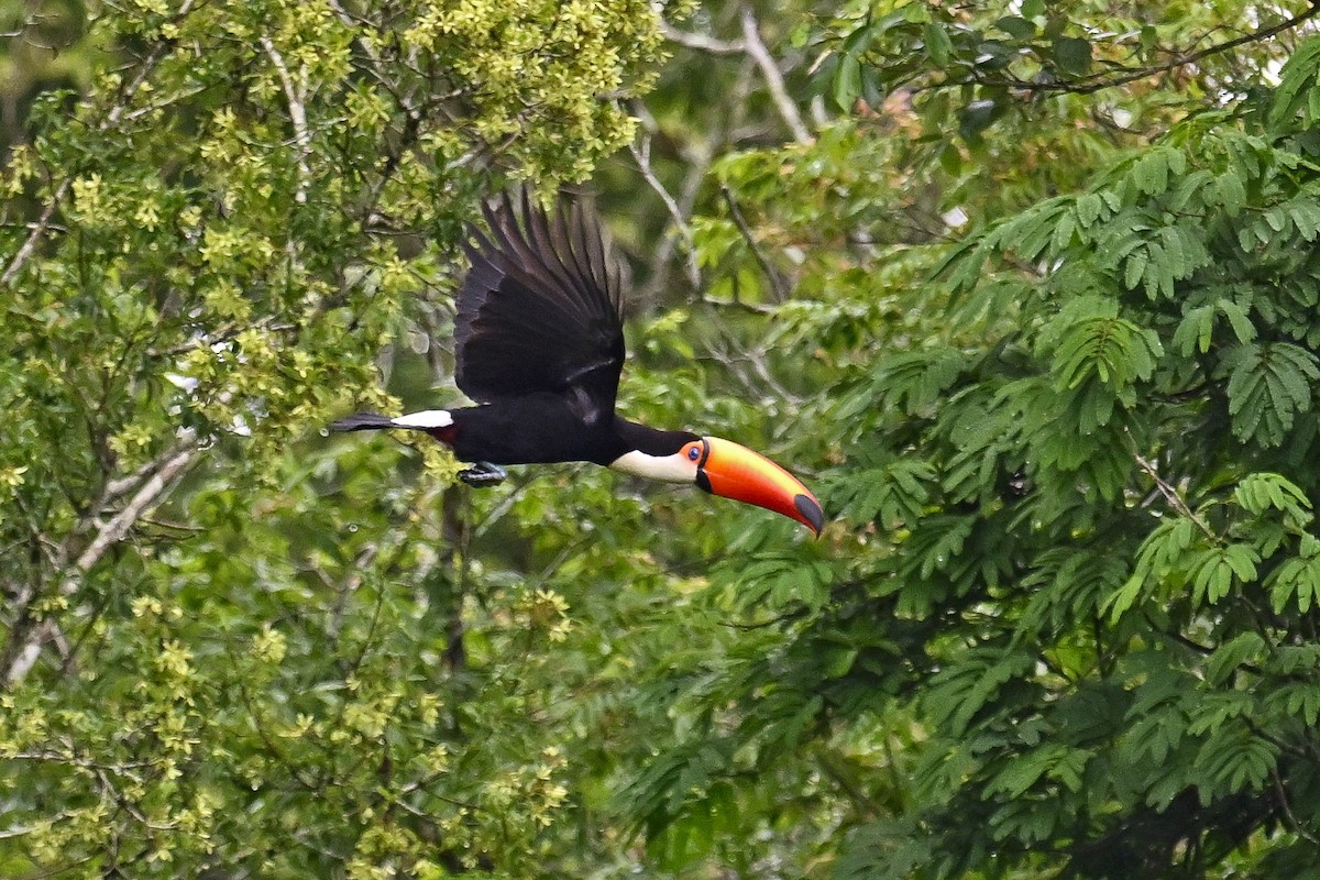 Toco Toucan - ML647528761