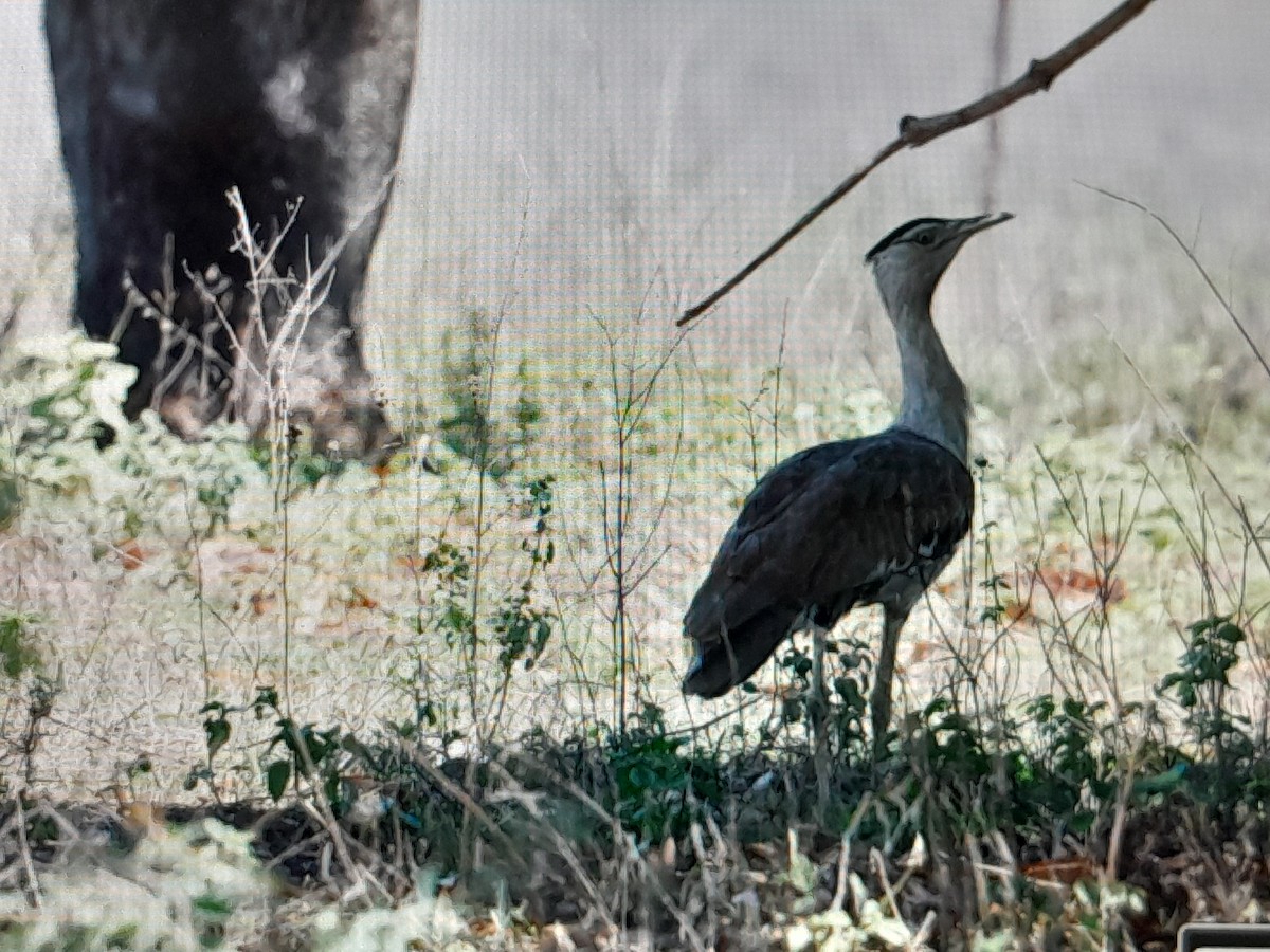 Australian Bustard - ML647528766