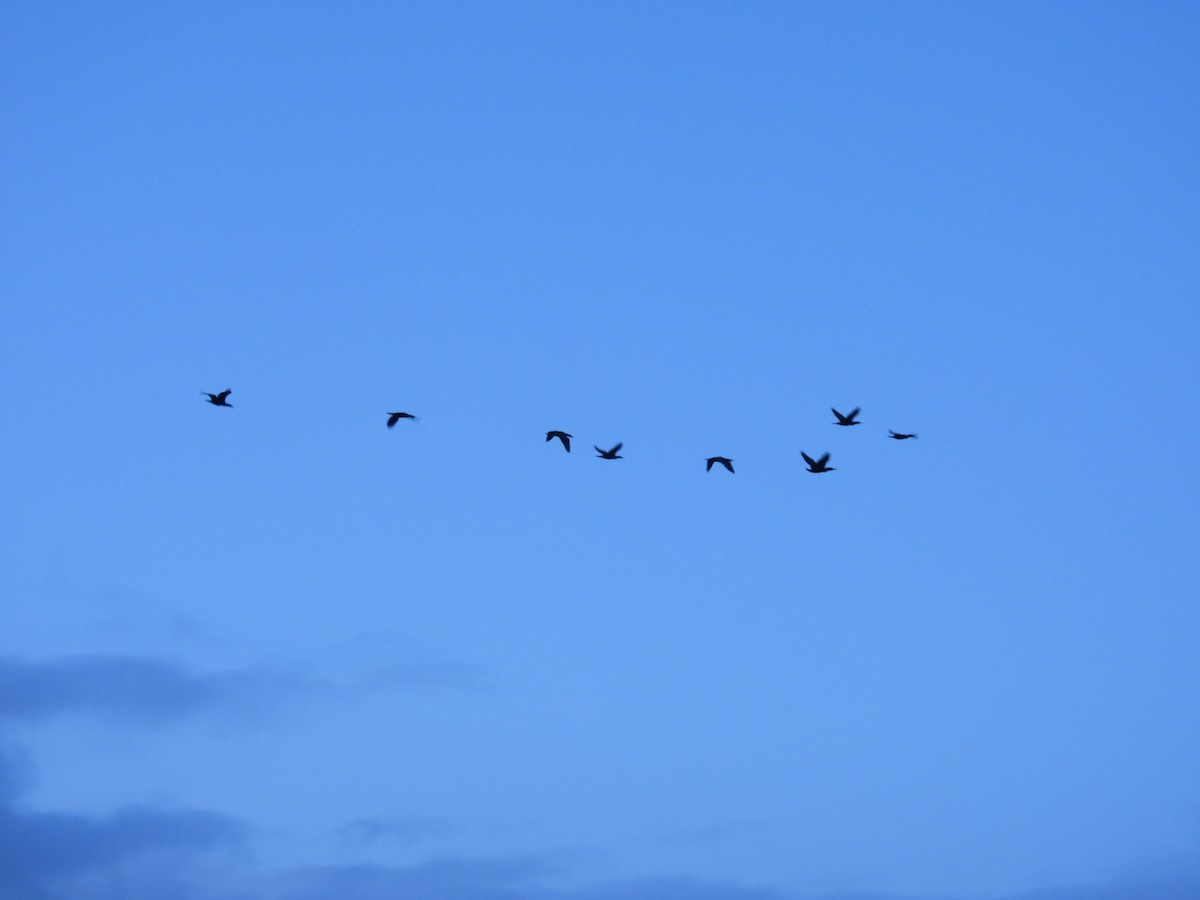 Great Cormorant - ML647528773