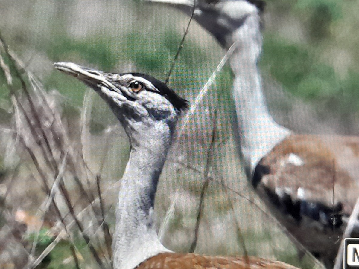 Australian Bustard - ML647528775