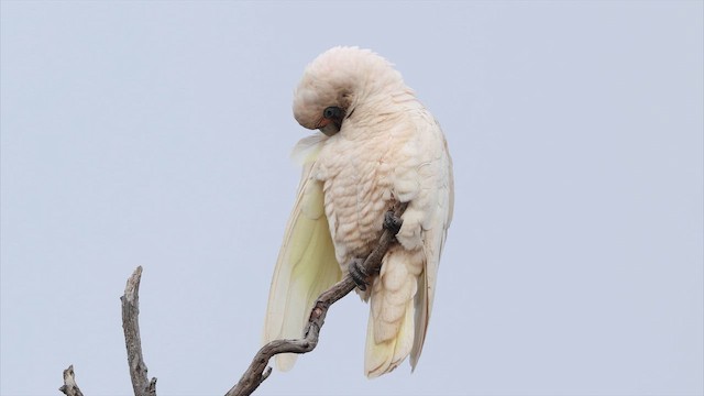 Какаду західний - ML647528780