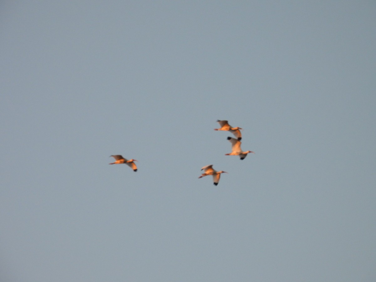 White Ibis - ML647528781