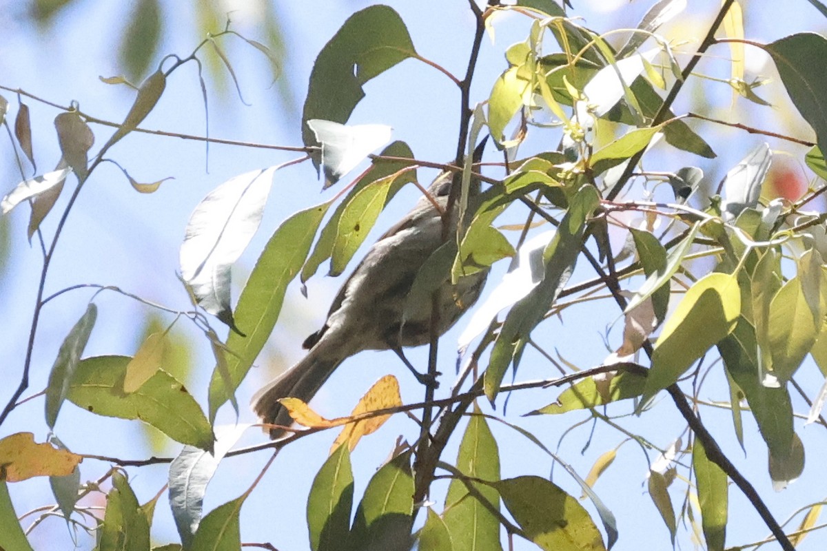 Yellow-faced Honeyeater - ML647528782