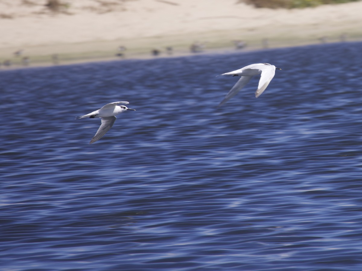 Sandwich Tern - ML647528783
