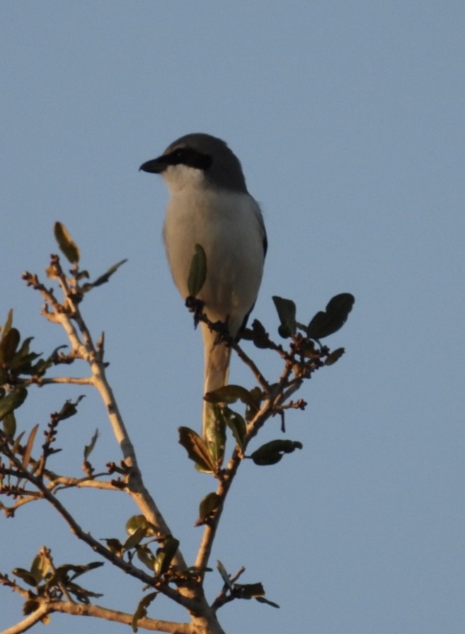 Loggerhead Shrike - ML647528791