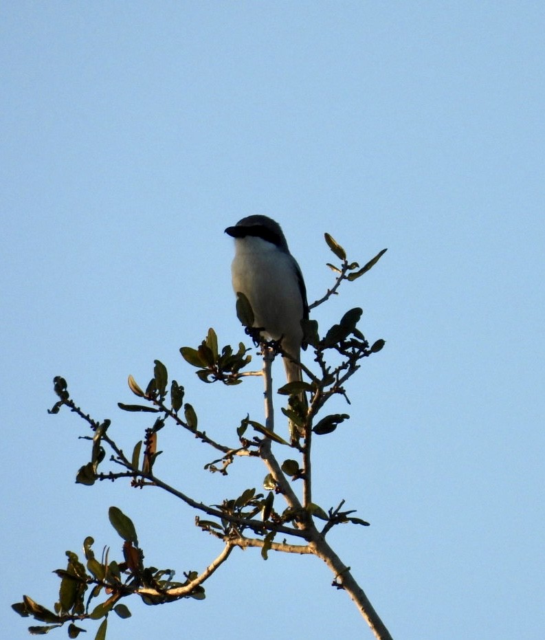 Loggerhead Shrike - ML647528792