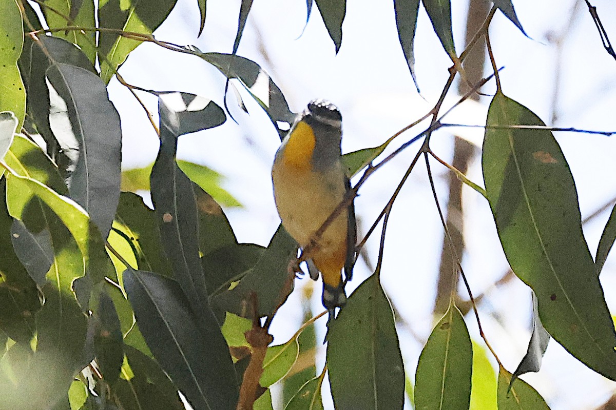 Spotted Pardalote - ML647528798