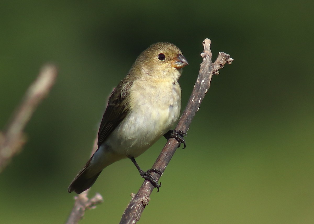 Lined Seedeater - ML647528799