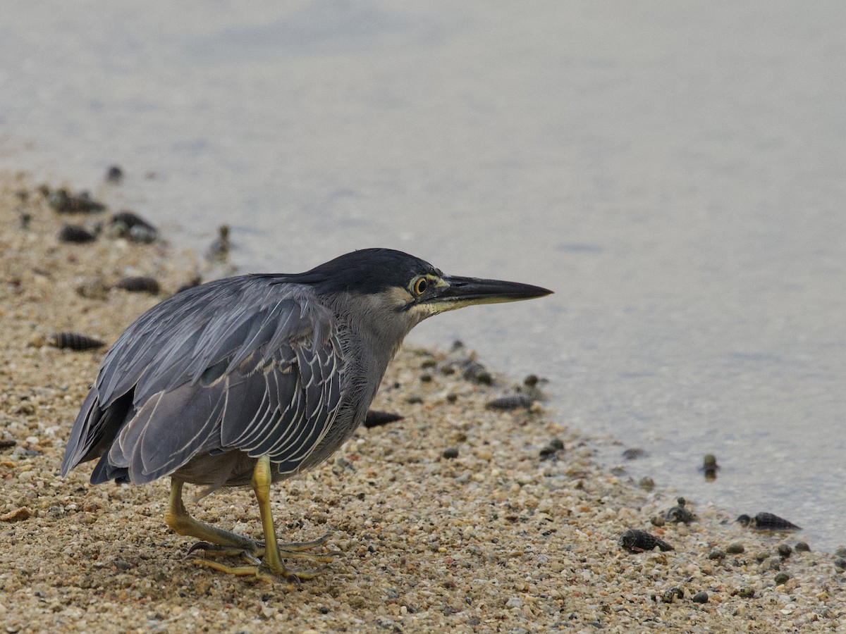 Little Heron - ML647528800