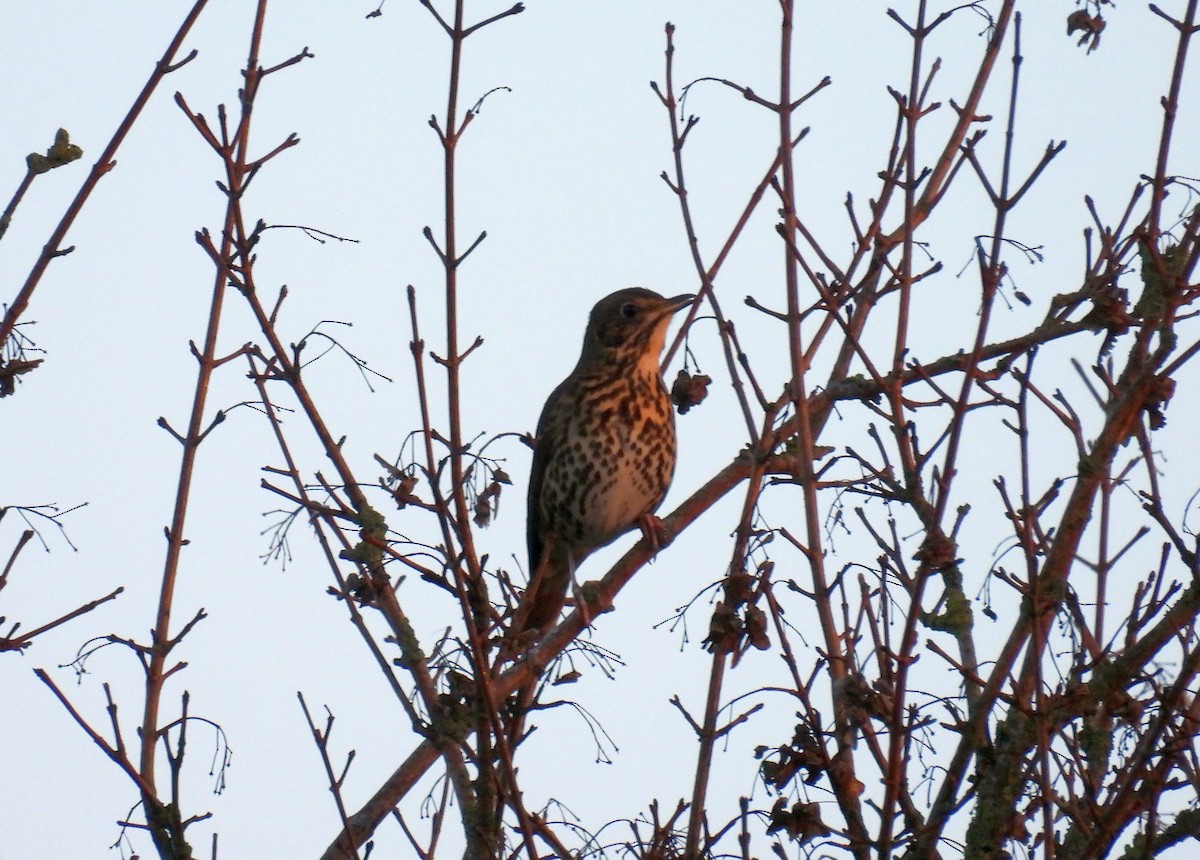 Song Thrush - ML647528801