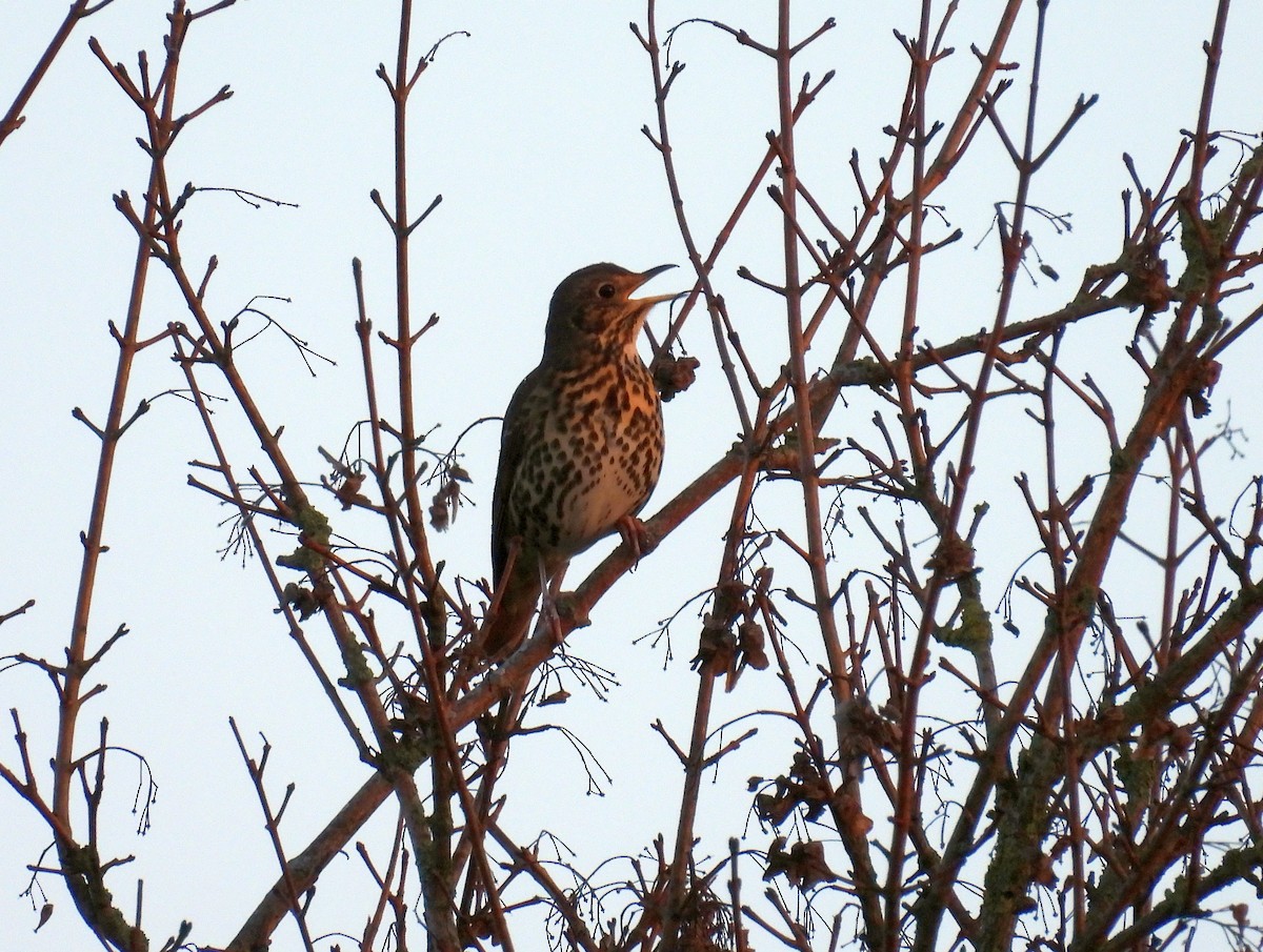 Song Thrush - ML647528802