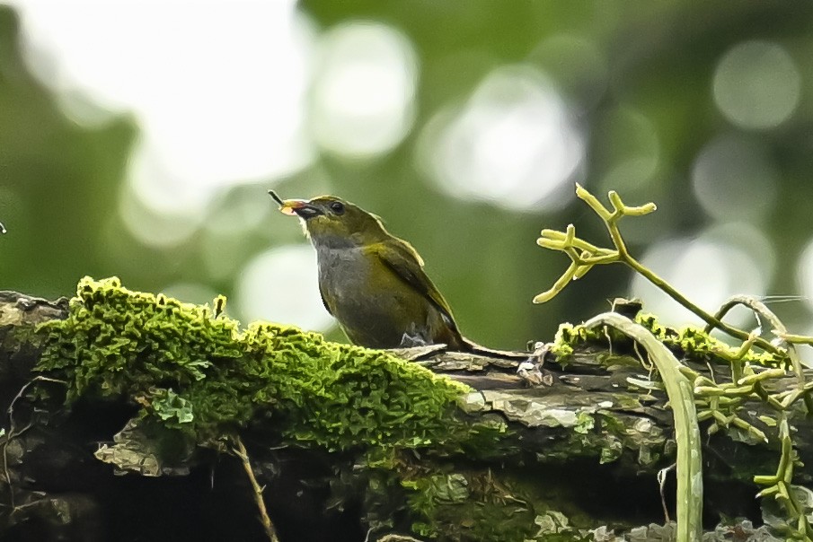 Chestnut-bellied Euphonia - ML647528803
