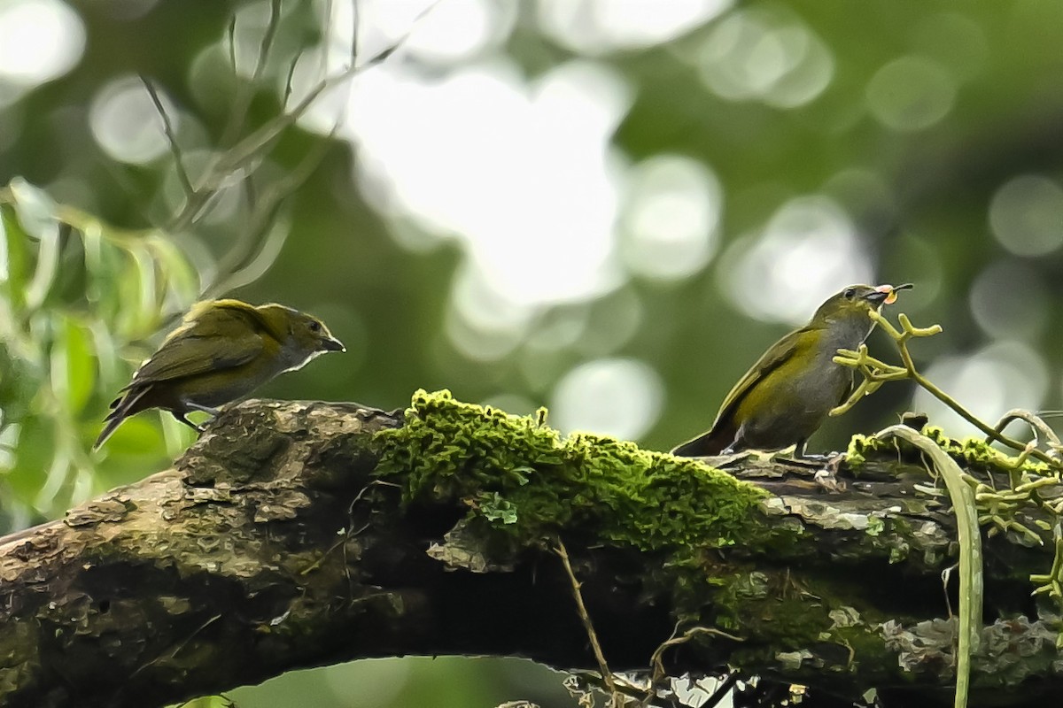 Chestnut-bellied Euphonia - ML647528804